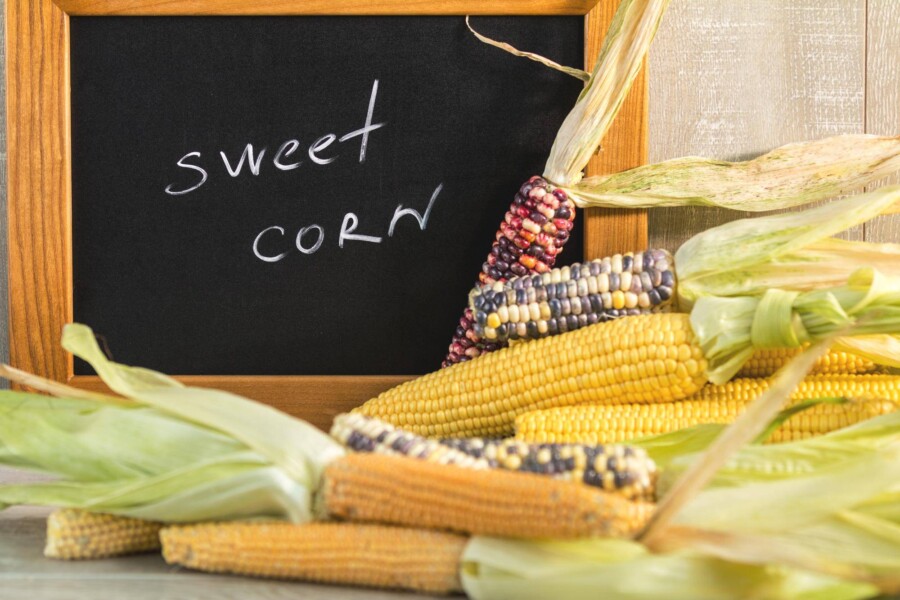 Kukurydza ile kalorii ma i jak wpływa na naszą dietę?
